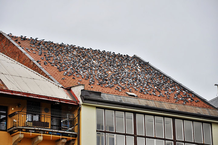 A2B Pest Control are able to install spikes to deter birds from roofs in Bradford On Avon. 
