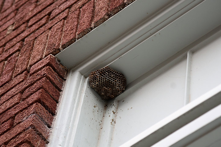 We provide a wasp nest removal service for domestic and commercial properties in Bradford On Avon.